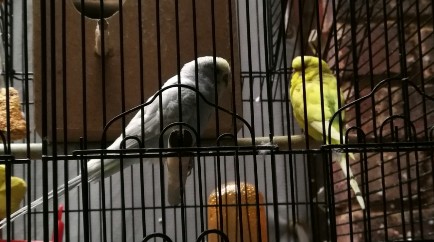 Budgies