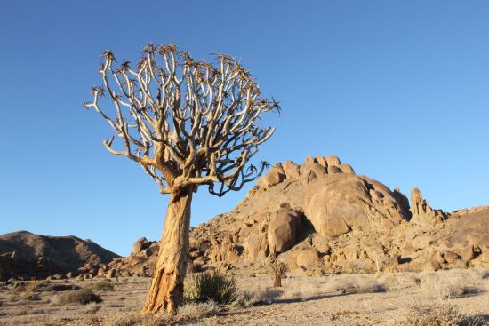 Kokerboom 1