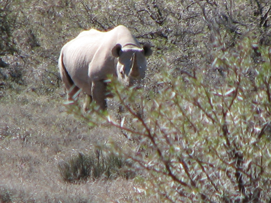 Karoo