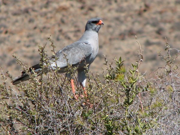 Karoo