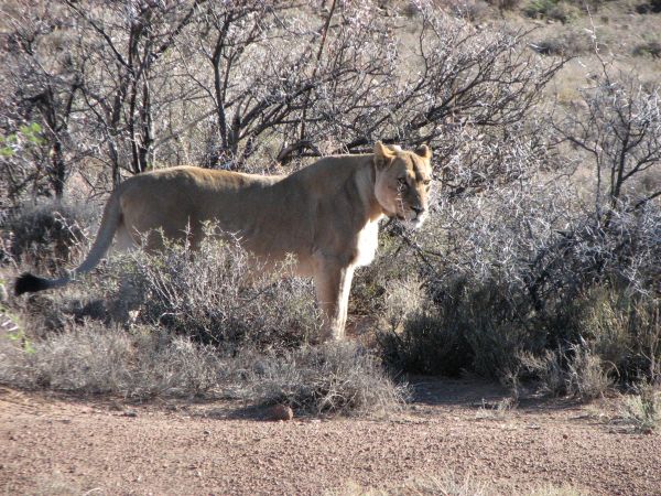 Karoo