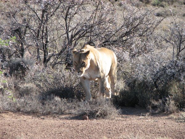 Karoo
