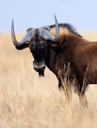 Swart wildebees