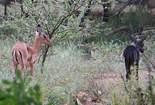 rooibokke