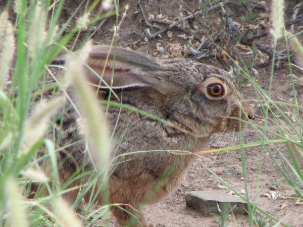 Karoo