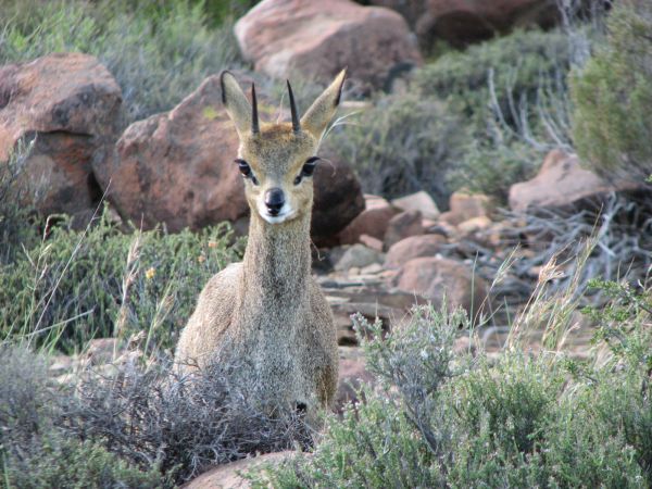 Karoo