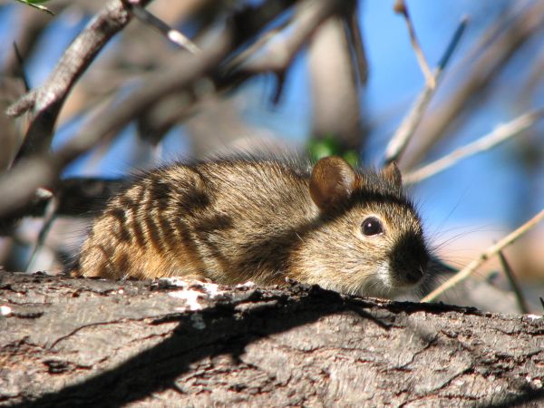 Karoo
