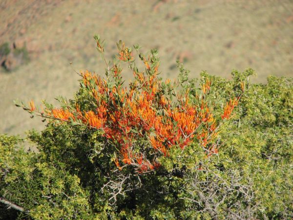 Karoo