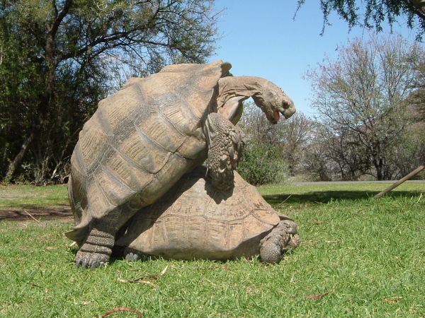 Karoo