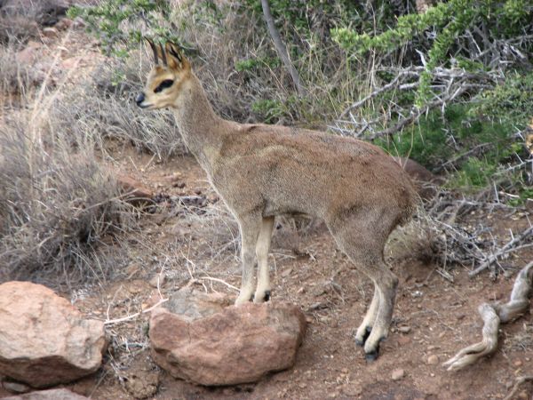Karoo