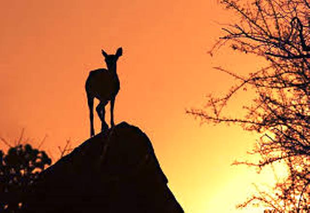 KNP fotos