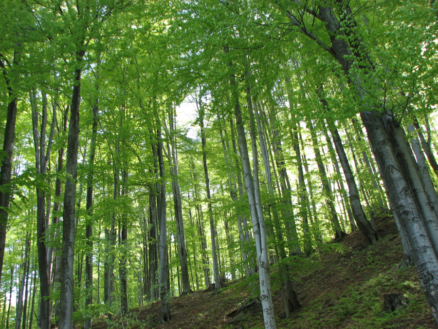 Roemenië