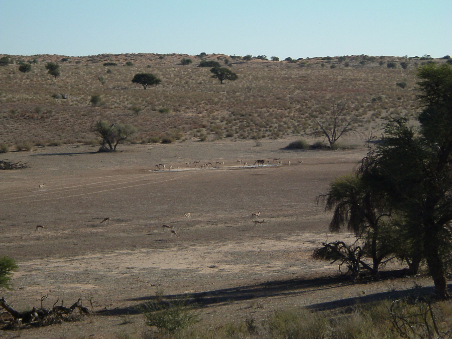 Kgalagadi