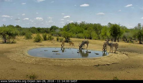 Orpen webcam