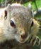 Profile picture for user Chris Boucher